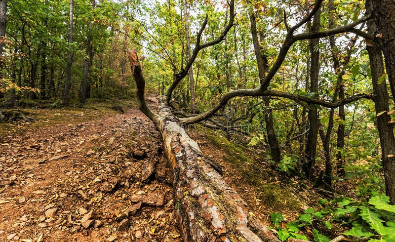 Geraci Siculo, turista australiana morì per un albero caduto: due persone rinviate a giudizio