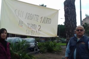 Paternò, Vivi Simeto a difesa degli alberi di Corso del Popolo: “Spostarli e non abbatterli”