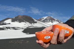 Agrumicoltura, Etna testimonial per il via alla campagna di commercializzazione dell’Arancia Rossa di Sicilia