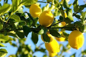 Caldo, Coldiretti: “Natura in tilt. In Sicilia limoni fioriti in anticipo e api disorientate”