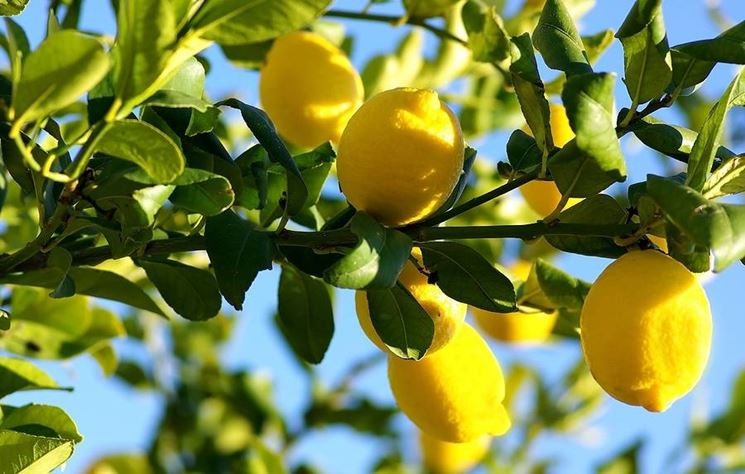 Caldo, Coldiretti: “Natura in tilt. In Sicilia limoni fioriti in anticipo e api disorientate”