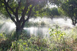 Agricoltura, irrigazione risparmiosa grazie a ‘Irrigoptimal’: sperimentato in un aranceto di Mineo da Unicoop Sicilia