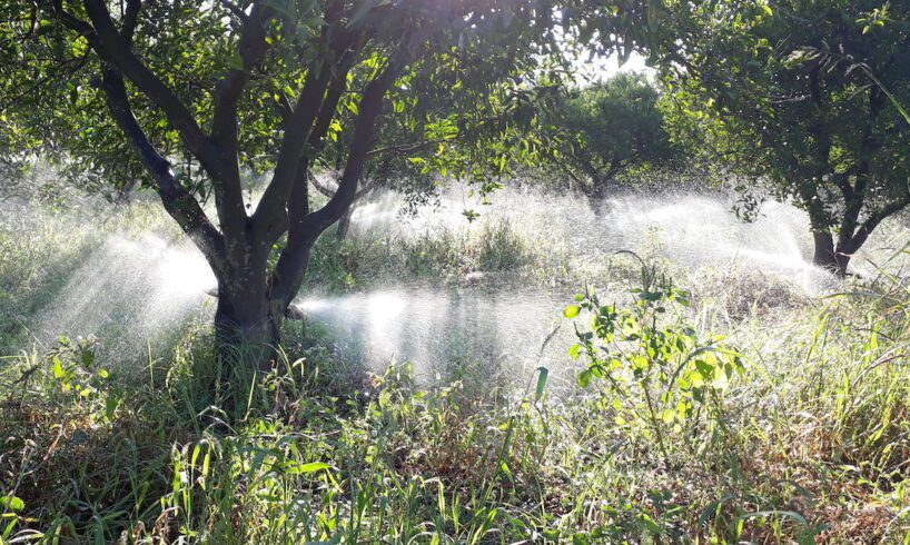 Agricoltura, irrigazione risparmiosa grazie a ‘Irrigoptimal’: sperimentato in un aranceto di Mineo da Unicoop Sicilia