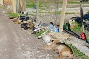 Animali, in Italia lo scorso anno avvelenati oltre 46 mila cani: Sicilia e Calabria detengono il primato