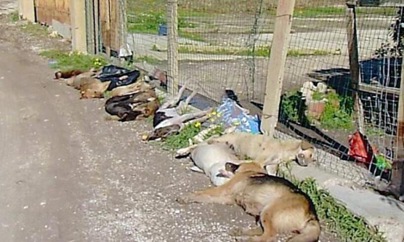 Animali, in Italia lo scorso anno avvelenati oltre 46 mila cani: Sicilia e Calabria detengono il primato