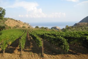 Vino, Messina e le sue 3 Doc: Malvasia delle Lipari, Faro e Mamertino (amato da Giulio Cesare)