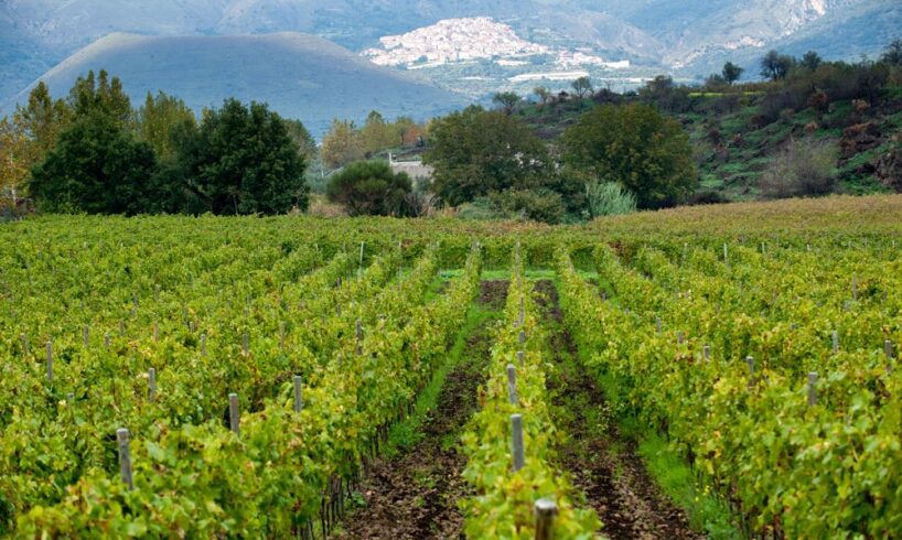 Vino, nel 2022 numeri record per l’Etna Doc imbottigliato: oltre il 28% rispetto al 2021