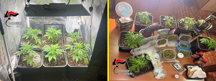 Catania, una mini serra in casa per coltivare la cannabis: 48enne incensurata arrestata in flagranza