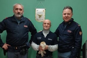 Catania, Polizia ferroviaria salva barbagianni ferito tra i binari della stazione