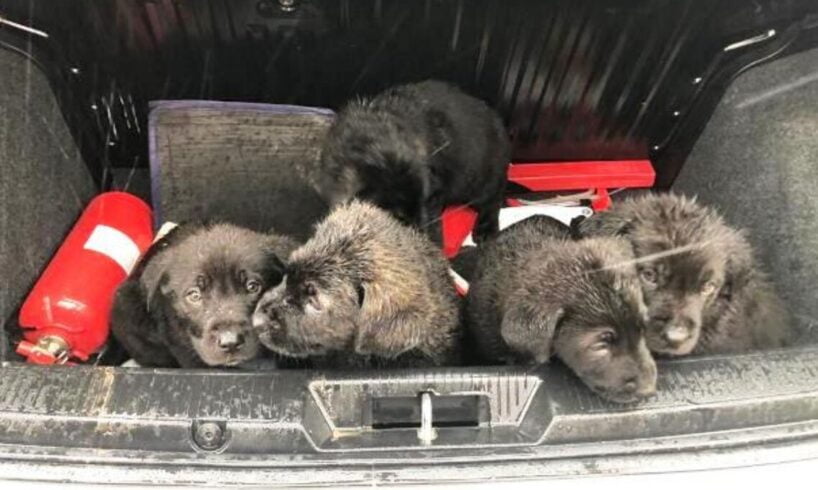 Avola, poliziotti salvano 5 cuccioli dall’inondazione: erano sotto un ponte sul fiume Asinaro