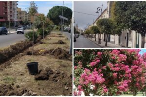 Paternò, il circolo Pd attacca Naso e lo ‘sterminio’ di alberi lungo Corso del Popolo: “Pubblica foto di altre città”