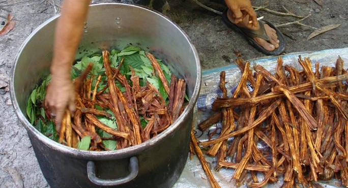 Tar del Lazio vieta l’ayahuasca nei riti religiosi: ha effetti allucinogeni