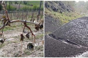 Maltempo e cenere vulcanica: Cia Sicilia Orientale chiede lo stato di calamità