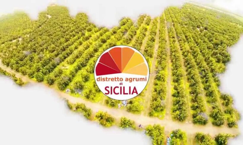 Distretto Agrumi, registrato in Cina il brand ‘Sicilia’: a disposizione delle aziende associate