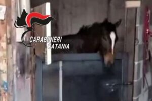 Biancavilla, teneva il cavallo nel garage: pregiudicato 53enne denunciato (VIDEO)