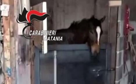 Biancavilla, teneva il cavallo nel garage: pregiudicato 53enne denunciato (VIDEO)