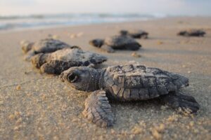 Pachino, nella spiaggia di Morghella il primo nido italiano di tartarughe