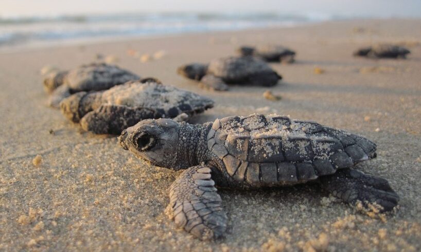 Pachino, nella spiaggia di Morghella il primo nido italiano di tartarughe