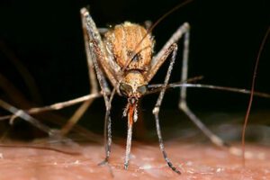 Malattie da zanzare, in Italia valori record per il virus del Nilo. Rilevata anche in provincia di Catania