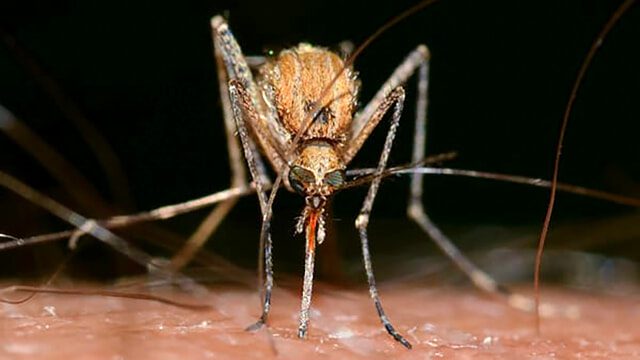 Malattie da zanzare, in Italia valori record per il virus del Nilo. Rilevata anche in provincia di Catania