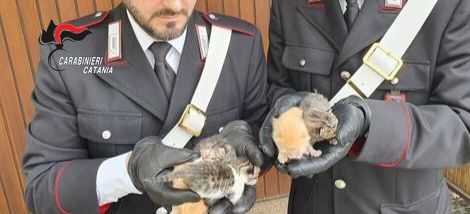 Trecastagni, teneva cani e gatti in casa in precarie condizioni igieniche: 62enne denunciata per maltrattamento di animali