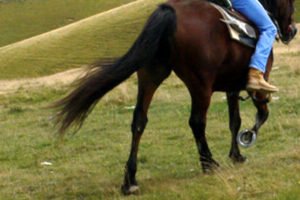 Cerami, grave bimbo di 10 anni caduto da cavallo: stasera veglia di preghiera nel comune ennese