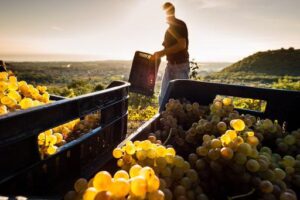 Sicilia, vendemmia lunga e complicata tra clima estremo e peronospora: ma la qualità dell’uva non è compromessa