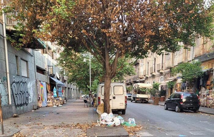 Catania, l’albero dei rifiuti: multa di 330 euro ciascuno per una decina di cittadini zozzoni