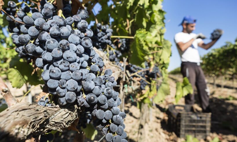 Sicilia, dalla lunga vendemmia vini rossi di forte identità e bianchi aromatici: in alcune zone calo del 40%