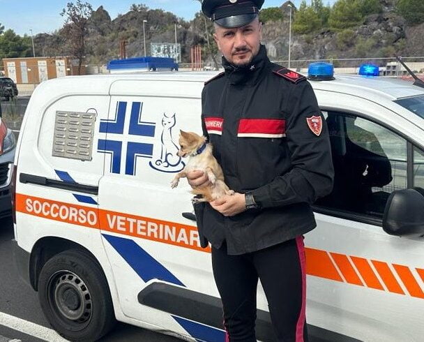 Catania, il chihuahua ‘Ciccino’ lasciato a guardia dentro l’auto del padrone: salvato dai Carabinieri