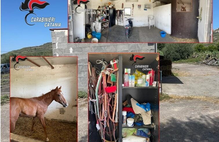 Biancavilla, un cavallo nella stalla abusiva di c.da Scirfi: oltre 63 mila euro di sanzione alla proprietaria