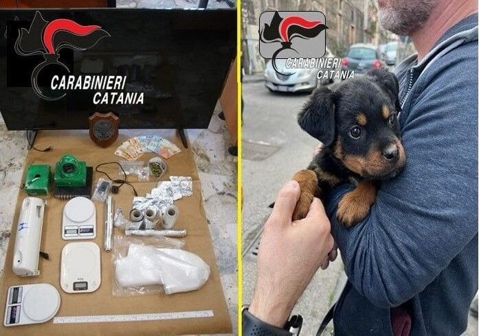 Catania, spaccio di droga nella stessa casa dov’è stato trovato un cucciolo di Rottweiler: 4 pusher in manette (VIDEO)