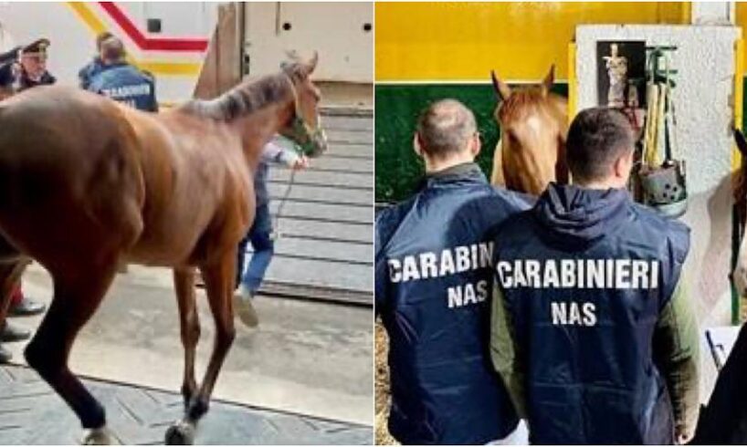 Catania, sequestrati un pony e 3 cavalli: uno è un purosangue inglese (VIDEO)