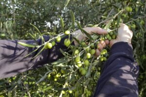 S. M. di Licodia, anziano muore dopo essere caduto dal muretto del proprio fondo agricolo: raccoglieva olive