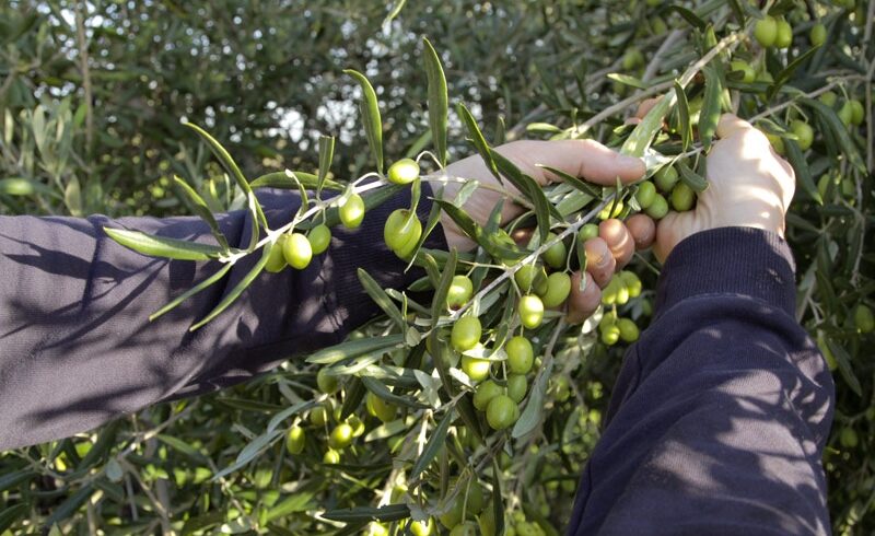 S. M. di Licodia, anziano muore dopo essere caduto dal muretto del proprio fondo agricolo: raccoglieva olive