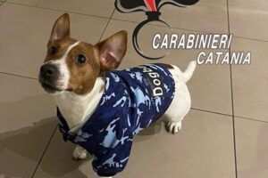 Catania, Carabinieri salvano cane “Jack Russell” che stava per soffocare: aveva ingoiato una pannocchia