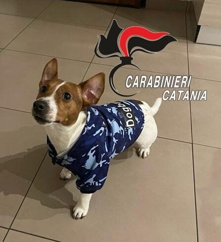 Catania, Carabinieri salvano cane “Jack Russell” che stava per soffocare: aveva ingoiato una pannocchia