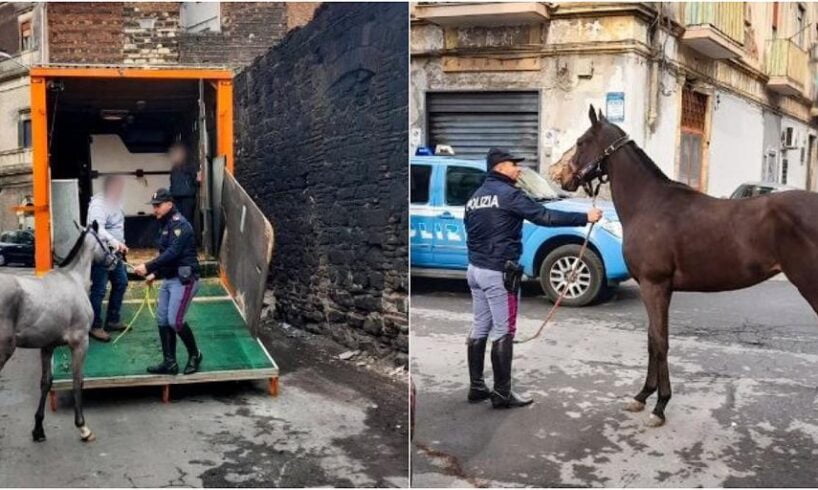 Catania, sequestrati 4 cavalli in una stalla abusiva: trovati farmaci dopanti usati per le corse clandestine