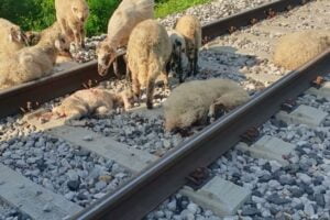 Agrigento, pecora travolta da un treno: sanzione al proprietario del gregge