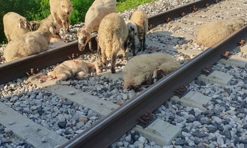 Agrigento, pecora travolta da un treno: sanzione al proprietario del gregge