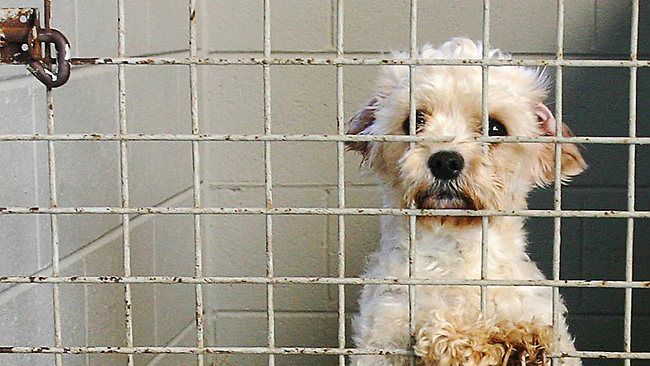 Misterbianco, randagismo: sconto sulla Tari alle famiglie che adottano un cane