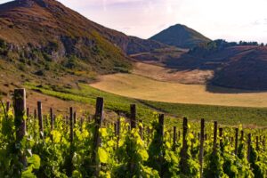 Sicilia, nelle aziende vinicole cresce il ruolo delle donne: secondo Assovini in rosa il 97% delle cantine