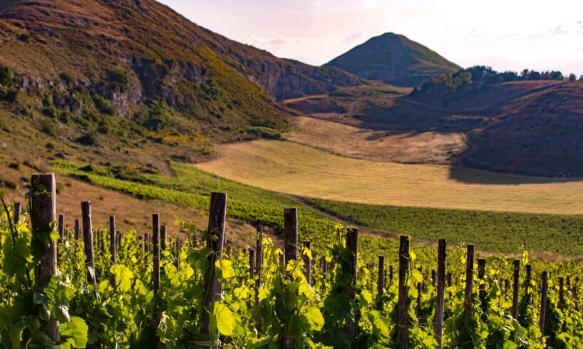 Sicilia, nelle aziende vinicole cresce il ruolo delle donne: secondo Assovini in rosa il 97% delle cantine