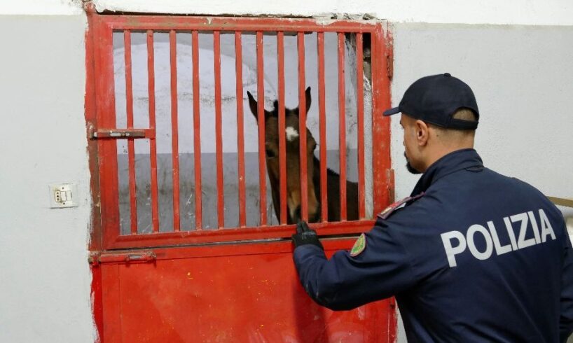 Catania, corse clandestine: sequestrati 5 cavalli e stalle abusive. Vie ‘murate’ dalla spazzatura per impedire l’accesso