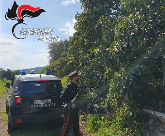 Mascali, 47enne di Zafferana ruba 130 kg di avocado in un fondo agricolo: arrestato