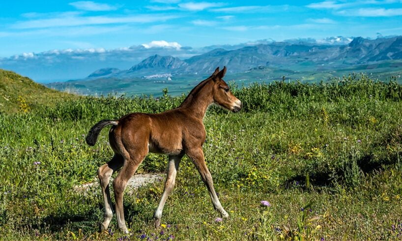 Il cavallo siciliano conquista il titolo di ‘razza’: il 5 aprile la presentazione all’Istituto per l’incremento ippico