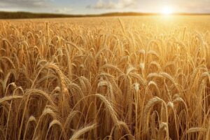 Seminare pace perché il grano verrà