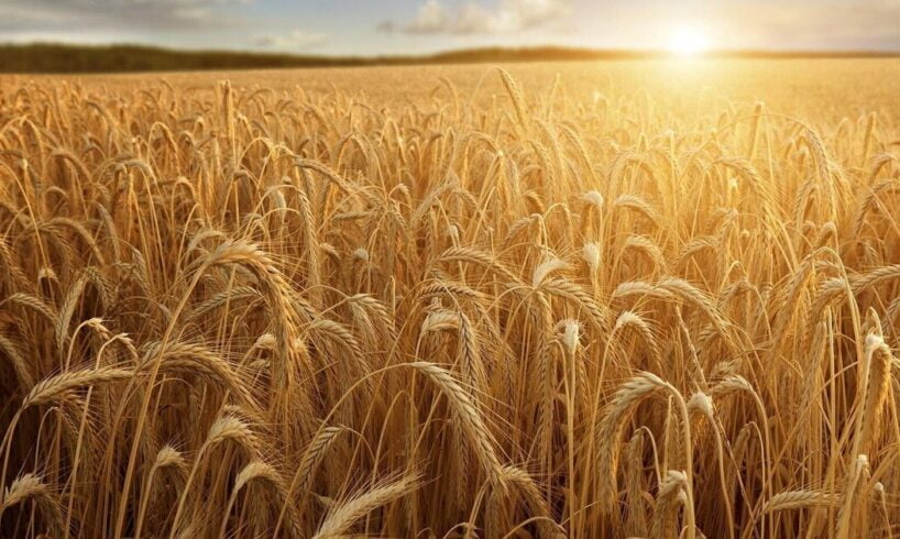 Seminare pace perché il grano verrà