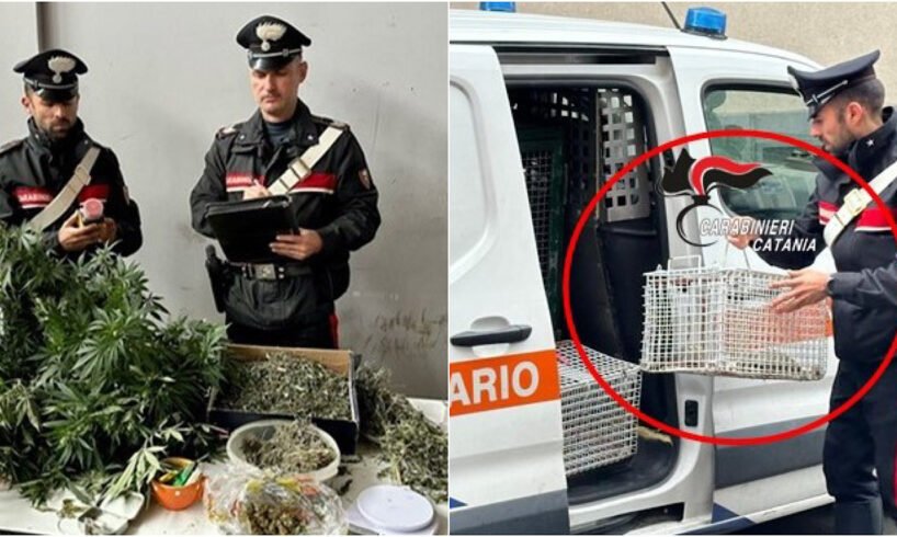 Catania, una serra di marijuana dentro un appartamento sfitto a Picanello: trovati un cane e 6 tartarughe