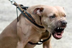 Paternó, bambina di 4 anni aggredita e azzannata da un pitbull: salvata da una parente